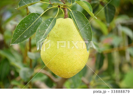 洋梨 洋梨 33888879