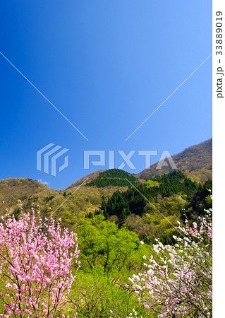 春模様 春模様 33889019