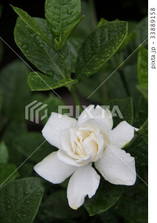 クチナシ 33889158