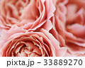 バラ 花 バラ 花 33889270