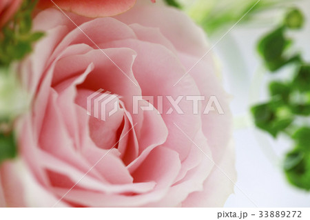バラ 花 バラ 花 33889272