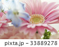 ガーベラ 花 ガーベラ 花 33889278