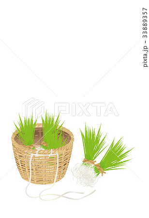 春の風物詩田植え 33889357