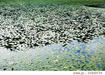 蓮池 33889734