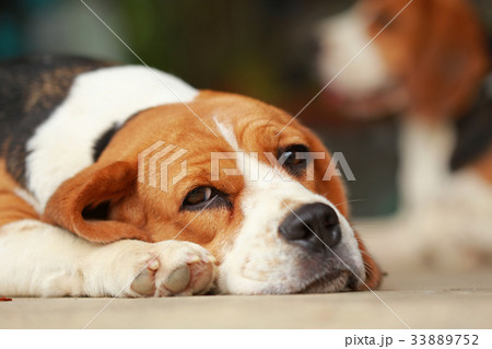 beagle dog Sleeping and take some rest  33889752
