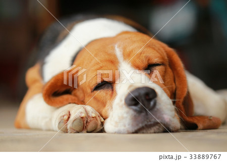 beagle dog Sleeping and take some rest  33889767