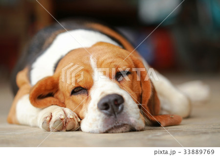 beagle dog Sleeping and take some rest beagle dog Sleeping and take some rest 33889769