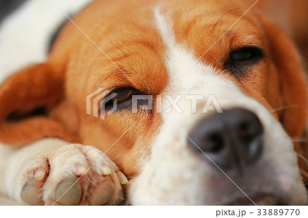 beagle dog Sleeping and take some rest beagle dog Sleeping and take some rest 33889770