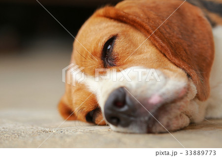 beagle dog Sleeping and take some rest beagle dog Sleeping and take some rest 33889773