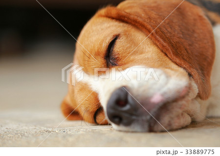 beagle dog Sleeping and take some rest beagle dog Sleeping and take some rest 33889775