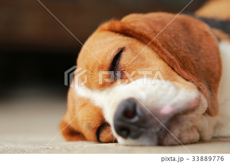 beagle dog Sleeping and take some rest beagle dog Sleeping and take some rest 33889776