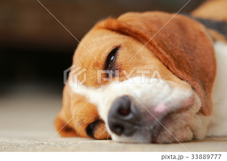 beagle dog Sleeping and take some rest beagle dog Sleeping and take some rest 33889777