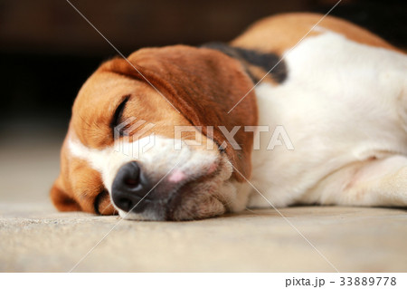 beagle dog Sleeping and take some rest beagle dog Sleeping and take some rest 33889778