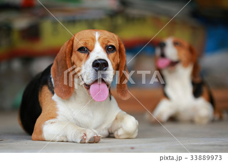 Beagle dog lying down and rest on floor Beagle dog lying down and rest on floor 33889973
