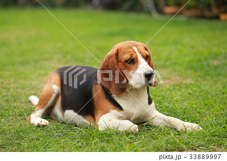 Beagle dog lying down and rest on floor  33889997
