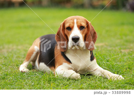 Beagle dog lying down and rest on floor  33889998