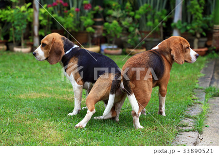 purebred beagle dog are now receptive in mating 33890521