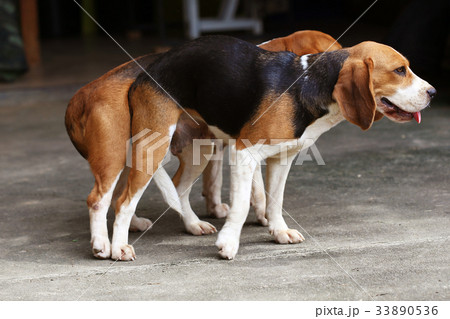 purebred beagle dog are now receptive in mating purebred beagle dog are now receptive in mating 33890536