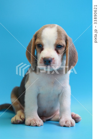 2 months beagle puppy sit down and looking camera 2 months beagle puppy sit down and looking camera 33890621