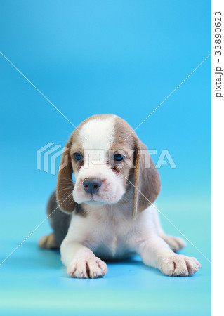 2 months beagle puppy sit down and looking camera 2 months beagle puppy sit down and looking camera 33890623