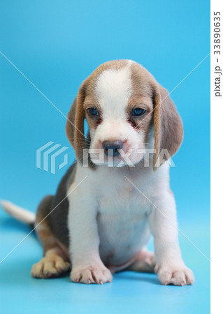 2 months beagle puppy sit down and looking camera 2 months beagle puppy sit down and looking camera 33890635