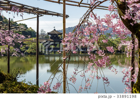平安神宮の枝垂れ桜 33891198