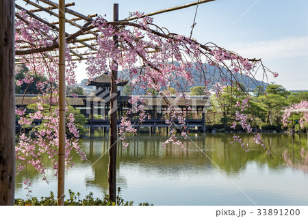 平安神宮の枝垂れ桜 33891200