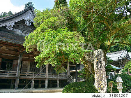 那智山青岸渡寺のタブノキ-188772 33891207
