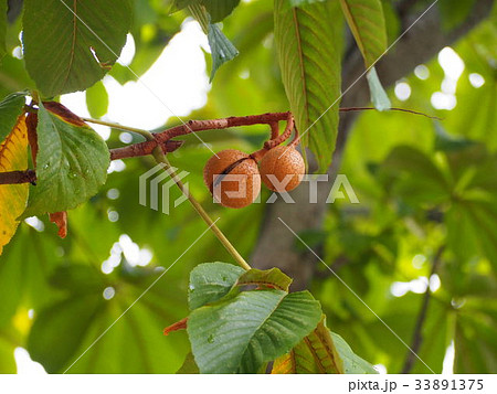 トチノミ 33891375