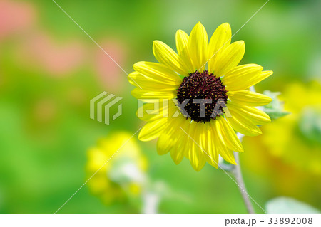 ヒマワリ パステルカラーの写真素材 3308