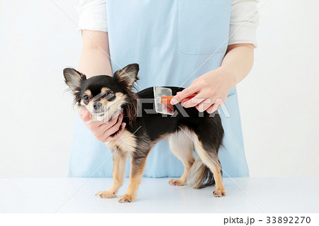 チワワ ロングコート チワワ ロングコート 33892270