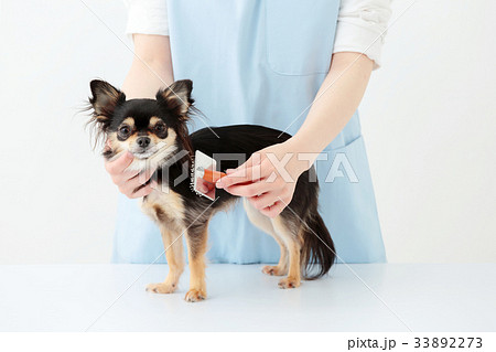 チワワ ロングコート チワワ ロングコート 33892273