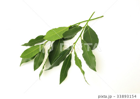 ローリエ 33893154