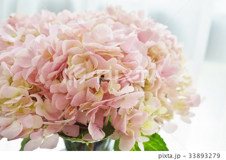 ピンク色の紫陽花、アジサイ、あじさい ピンク色の紫陽花、アジサイ、あじさい 33893279