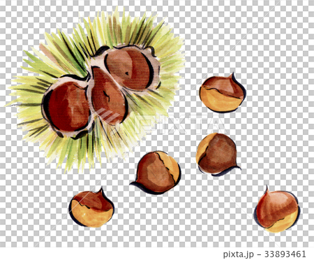 イガグリと栗のイラスト素材