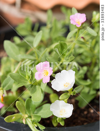 Common Purslane, Little Hogweed beautiful flower   33893483