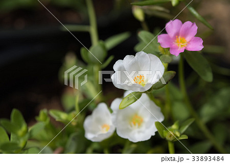 Common Purslane, Little Hogweed beautiful flower   33893484