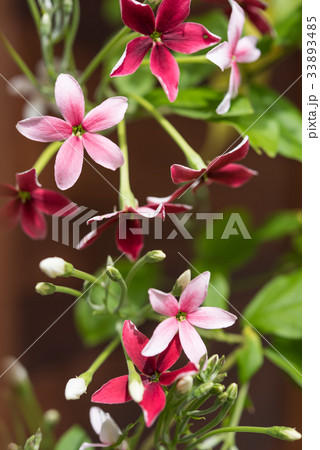 Rangoon creeper or Quisqualis indica flower Rangoon creeper or Quisqualis indica flower 33893485