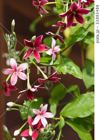 Rangoon creeper or Quisqualis indica flower  33893488