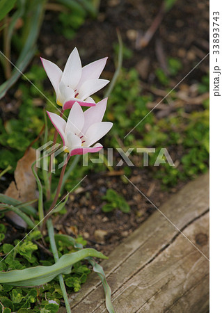 チューリップ チューリップ 33893743