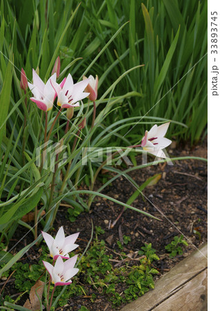 チューリップ 33893745