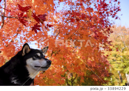黒柴と紅葉 黒柴と紅葉 33894229