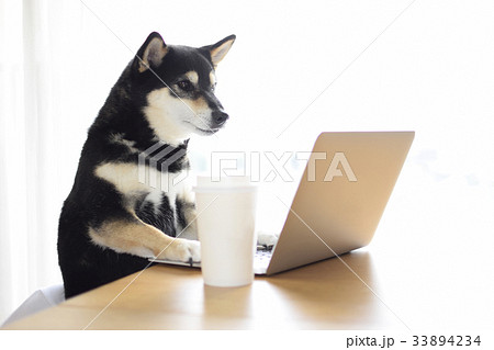 黒柴とパソコン 33894234