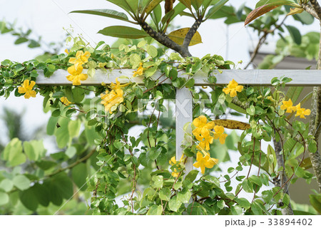 Metal fence with beautiful yellow flowers  33894402