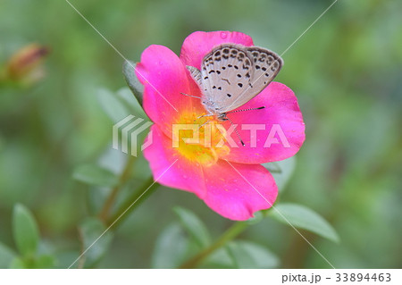 ヤマトシジミ ヤマトシジミ 33894463