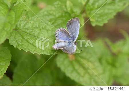ヤマトシジミ ヤマトシジミ 33894464