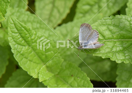 ヤマトシジミ 33894465