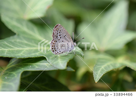 ヤマトシジミ ヤマトシジミ 33894466