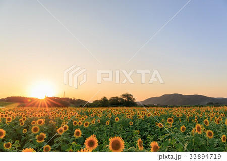 夕暮れのひまわり 夕暮れのひまわり 33894719