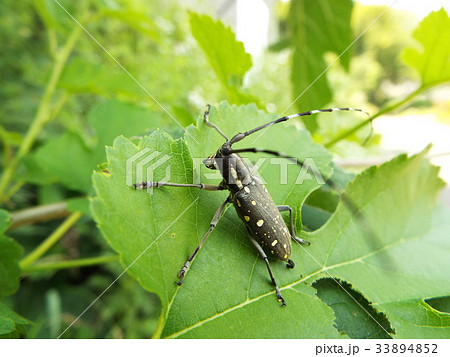 キボシカミキリ 33894852